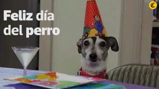 Día del Perro: ¿Qué le regalarías a tu fiel compañero?