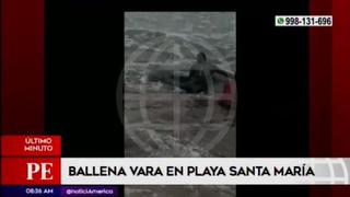 Rescatan a ballena varada en playa Santa María