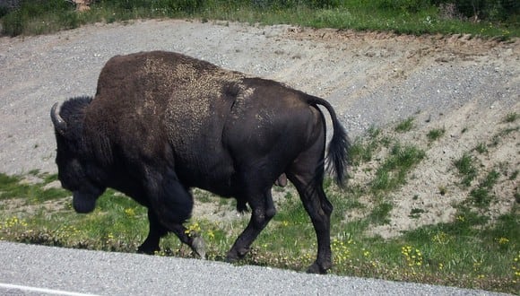 Se viralizó en YouTube el gran susto de una familia que viajaba en auto cuando se topó con una manada de bisontes. (Foto: Referencial/Pixabay)