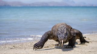 Indonesia cerrará la isla de Komodo para proteger a sus dragones autóctonos |FOTOS