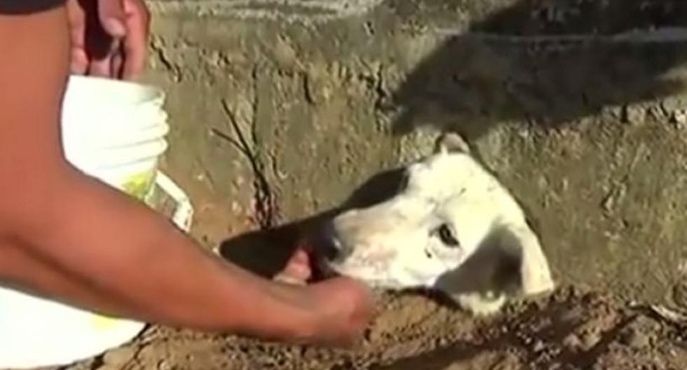 Vecinos de Tarapoto rescatan a perrita atrapada en hueco de cuneta. (Foto: Captura YouTube)