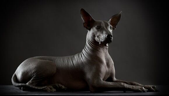 Los Xoloitzcuintles han sido una raza perros que ha estado presente durante siglos en la cultura mexicana (Foto: Fundación Centro Histórico México)