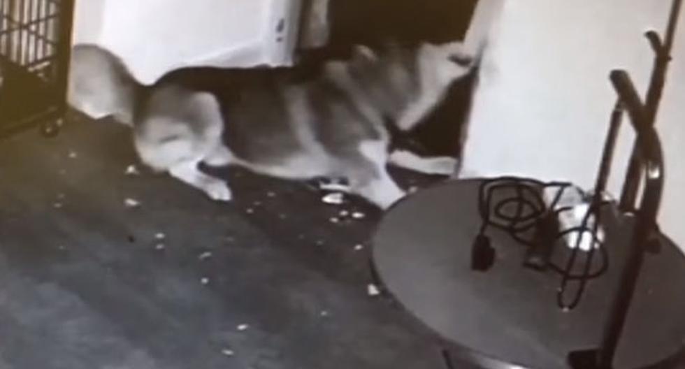 Un nuevo video de YouTube ha sorprendido a miles de internautas, quienes quedaron atónitos al ver cómo un perro siberiano logra escapar de su jaula para luego liberar a todos sus compañeros encerrados. (foto: captura)