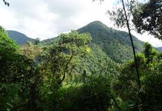 Medio ambiente: el primer bosque protector del Perú se encuentra en Cusco