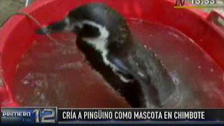 Un pingüino es la mascota de una familia en Chimbote