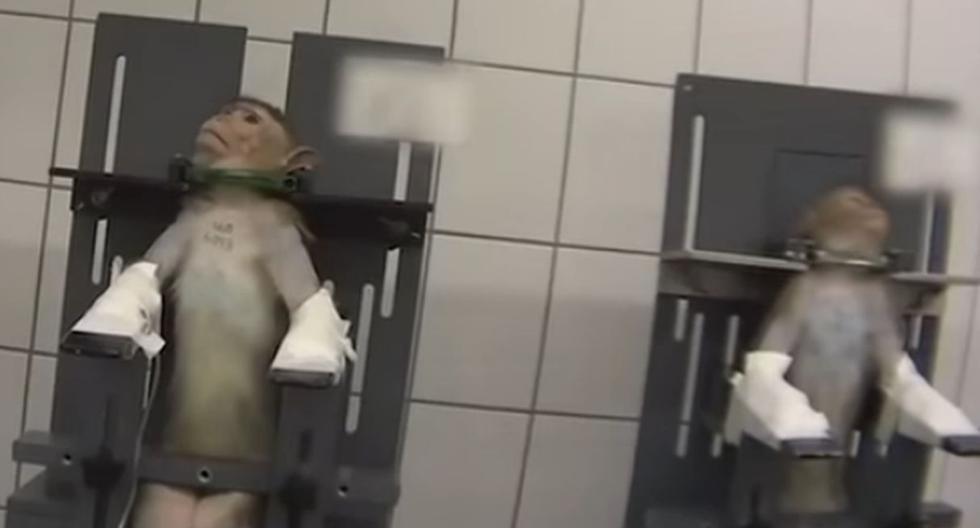 La fiscalía de Alemania investiga un supuesto caso de maltrato animal por parte de un Laboratorio de Farmacología y Toxicología de LPT. (Foto: Captura de video de El País)