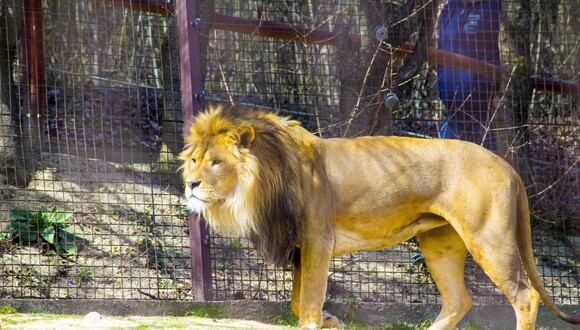 Temible león mordió el brazo de un trabajador mientras este se le acerca para arrojarle su carne. (Foto: Pixabay / referencial)