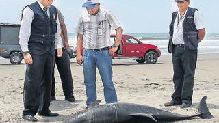Lambayeque: delfines murieron de forma accidental según Imarpe