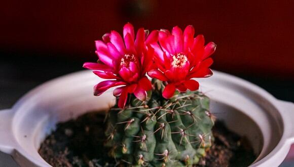 Conoce las razones por las que a tu cactus no le salen flores. | Imagen referencial: Quang Nguyen Vinh / Pexels