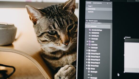 Cada vez es más habitual encontrarnos al gato sentado sobre la laptop. (Foto: Pexels)