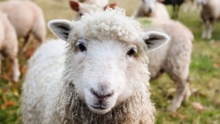 Nueva Zelanda cría las primeras ovejas “bajas en emisiones de metano” 