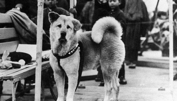 Hachiko se hizo conocido a nivel nacional en Japón después de un artículo periodístico en 1932. (Getty Images).