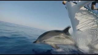 Más leyes para conservar el mar en el Día de los Océanos