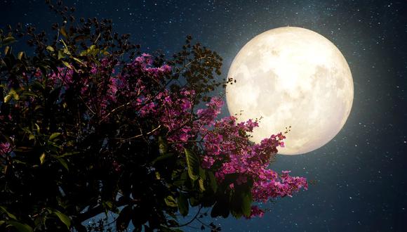Luna de las Flores: qué es y qué día podrá observarse en el cielo de México. (Foto: Jakkapan Jabjainai / EyeEm)