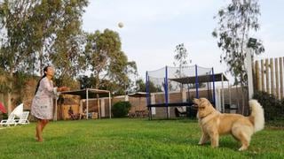 WUF: 7 hoteles pet friendly para vacacionar con tu mascota