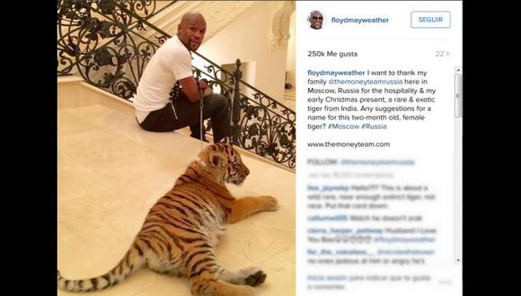 Floyd Mayweather tiene nueva mascota: ¡una tigresa!