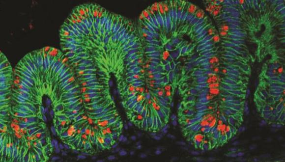 Científicos generan 'mini estómagos' a partir de células madre