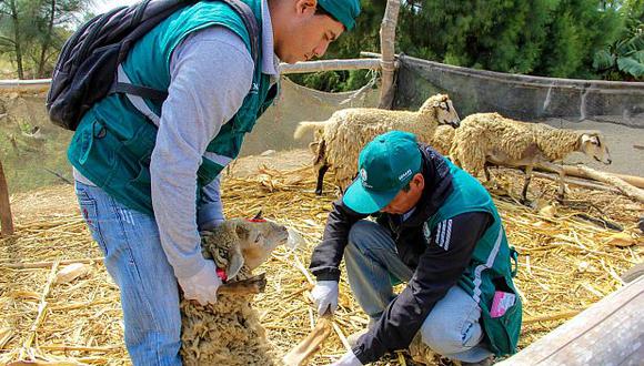 El personal sanitario dosific&oacute; las medicinas y vitaminas en ganados, porcinos, ovinos, bovinos y caprinos en los sectores de Monte Sarumo, Rinconada, Pampa El Toro y San Pedro.(Foto: Laura Urbina)