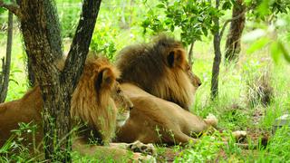 "Haremos lo posible para que el cobarde asesinato de los leones no quede impune"