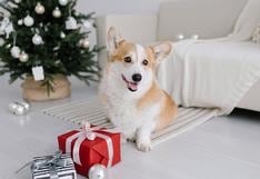 Navidad WUF: 5 regalos solidarios para engreír a tu mascota este mes