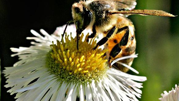 Olor de flores calma la agresividad de las abejas ante amenazas