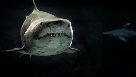La historia del “super depredador marino” que devoró a un gran tiburón blanco de casi 3 metros causa revuelo en las redes sociales. | Crédito: Pexels / Referencial.