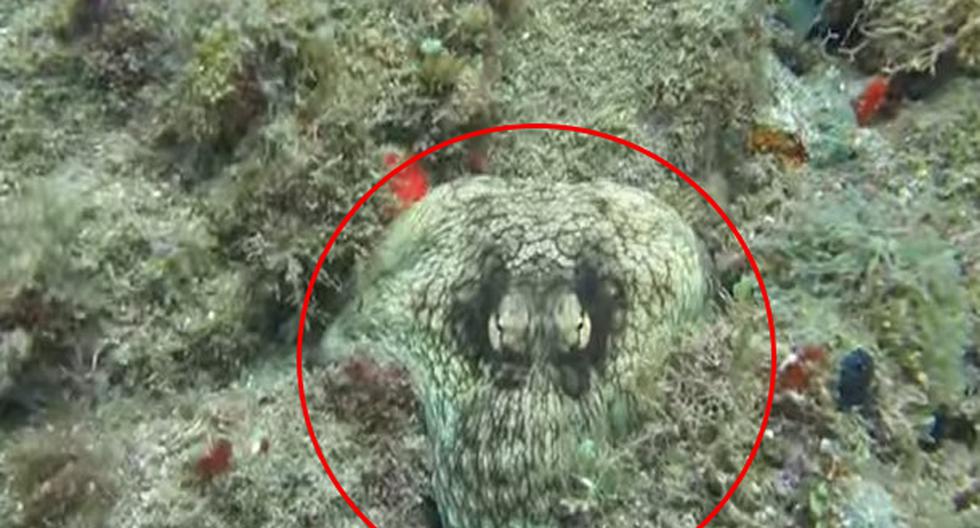 Algo raro e interesante descubrió este buzo en el fondo del mar. (Foto: Captura)