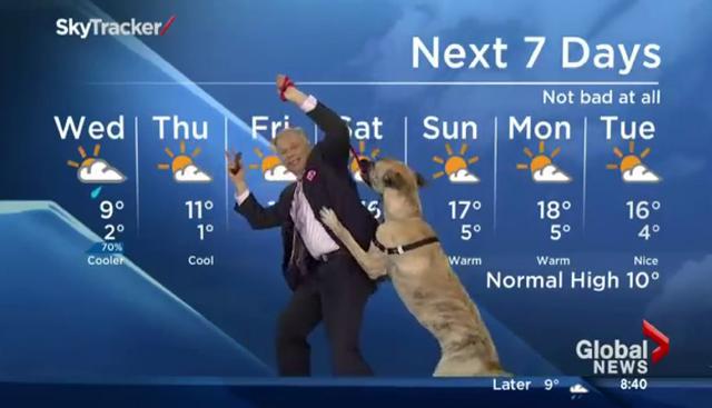 Perro protagonizó un divertido momento durante el reporte del tiempo de un noticiero canadiense. (Crédito: Global News en YouTube)