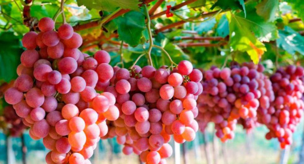 Las exportaciones peruanas de uva fresca en el primer trimestre del presente año ascendieron a 397.1 millones de dólares, cantidad que significa un crecimiento de 33% (Foto: Pixabay.com)