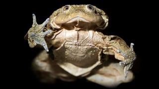 Bolivia y Perú: buenas noticias para la rana gigante del Titicaca