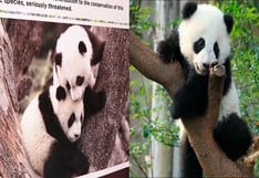 Parejas de pandas gigantes emprendieron su viaje desde China hacia España | VIDEO