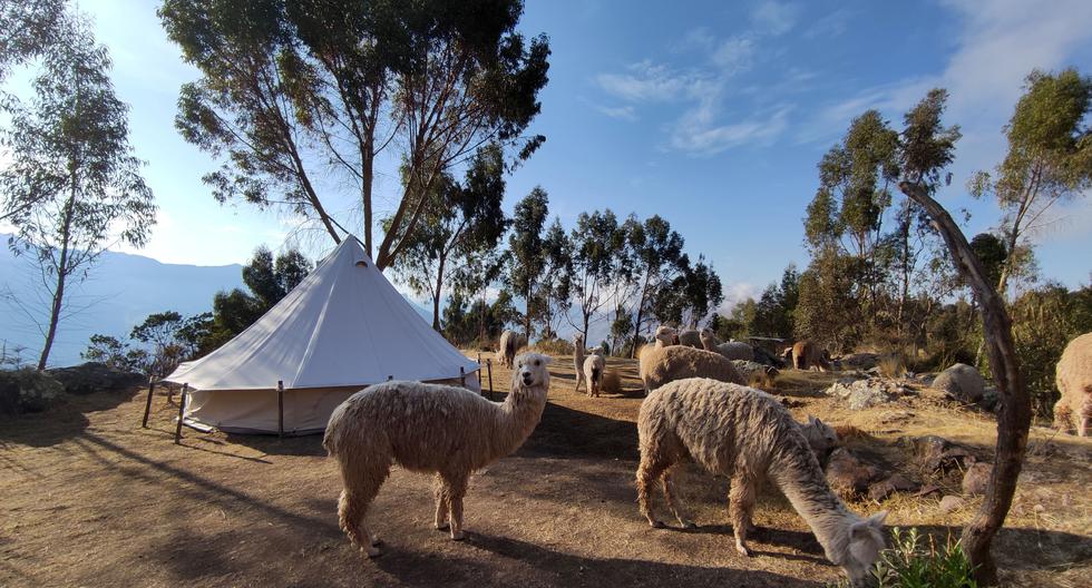 Otro atractivo de este glamping es el amanecer entre alpacas.