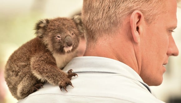 Un bebé koala huérfano reposa en el hombro de un veterinario en un hospital de campo improvisado en la isla Canguro. (Foto: AFP)