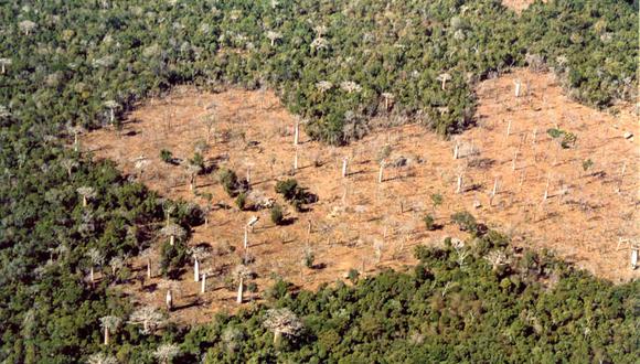 La deforestación en el bosque de Kirindy. Crédito: WWF Madagascar