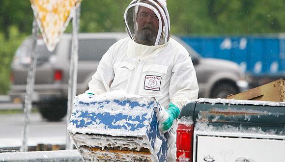 EE.UU.: camión vuelca y libera a 20 millones de abejas