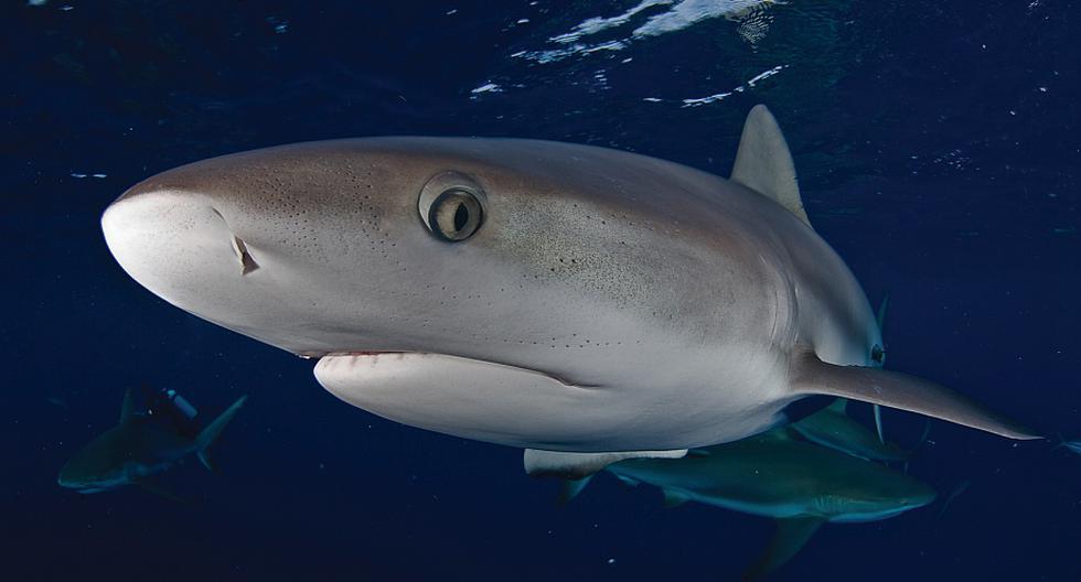 El Gobierno peruano presentó dos iniciativas para evitar el tráfico ilegal de aletas de tiburón con destino a China. (Foto: Oceana / Carlos Suárez)