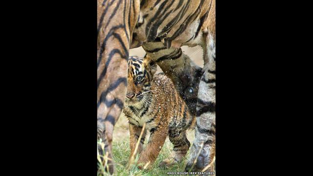 En fotos: cachorros de tigres de Bengala en pleno baño - 5