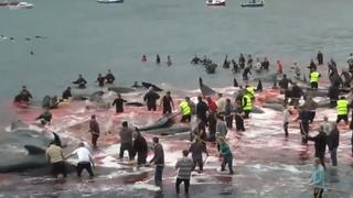 Masacraron a 180 ballenas durante ritual tradicional en las Islas Feroe