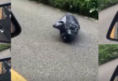 YouTube: encontró una bolsa que se movía y al abrirla quedó aterrada