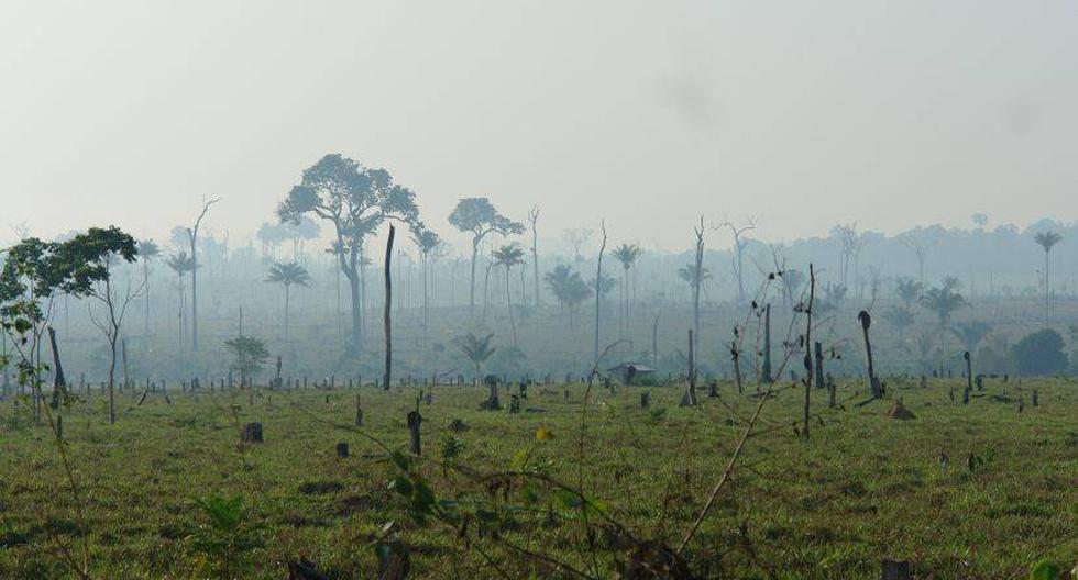 La deforestación se acelera en la región San Martín debido a la tala ilegal. (Foto: Carbon Decisions International/Flickr)