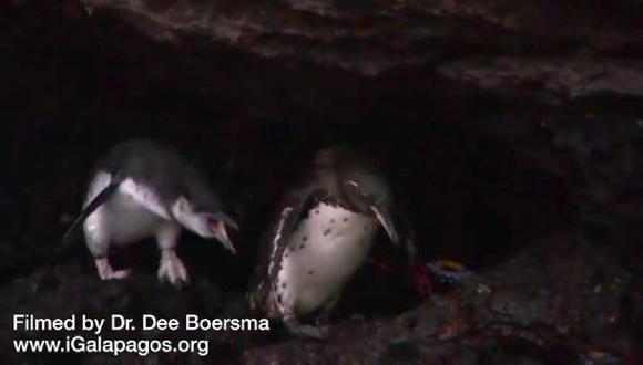 Pingüinos que dejaron el nido ruegan por comida a sus padres