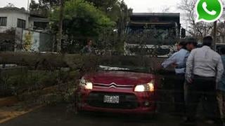 Vía WhatsApp: árbol cayó encima de carro frente a U. Agraria