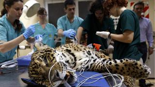 Un jaguar pasa por la consulta médica en Argentina
