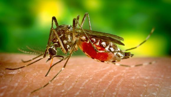 Los mosquiteros y otros elementos que te pueden proteger del dengue. (Foto: CDC Perú)