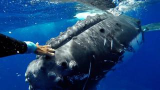 Ballena jorobada protege a una buzo de un tiburón tigre