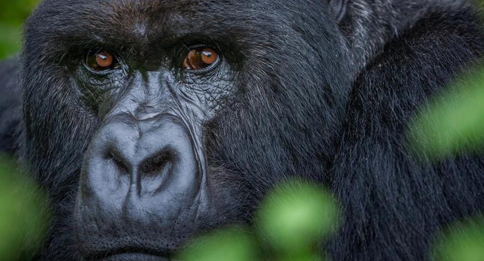 Alert issued for gorilla roaming free in Mexican town