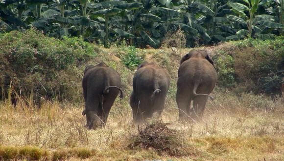 Un grupo de elefantes exclusivamente masculino que avanza hacia una plantación de plátanos a las afueras de Bangalore, India, cortesía de Nishant Srinivasaiah/FEP.