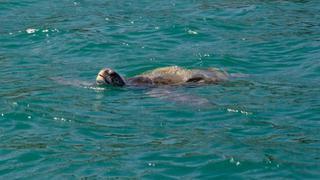 Implementarán ruta turística para observación de fauna marina