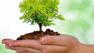 Día del Árbol: pequeñas acciones para cuidar nuestros bosques
