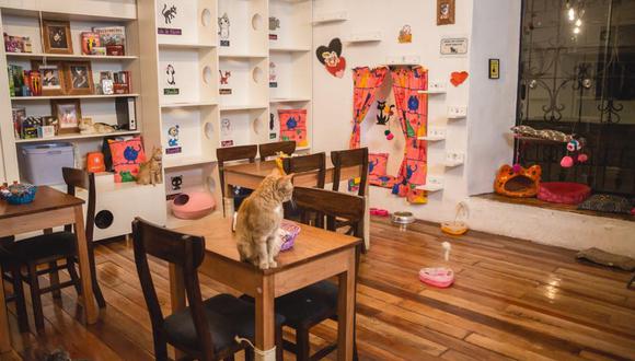 En este establecimiento de la ciudad de Cusco cuentan con un espacio que combina los gatos con comida deliciosa. (Foto: Facebook Catfetín Cat Café)